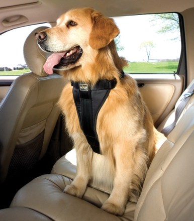 Alternate View (Black)