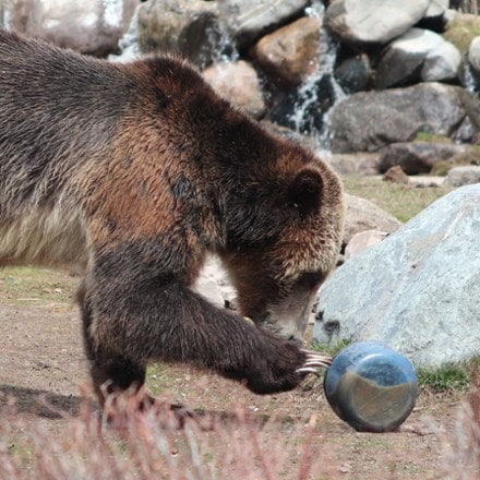 BearVault BV425 Sprint Bear Canister 7