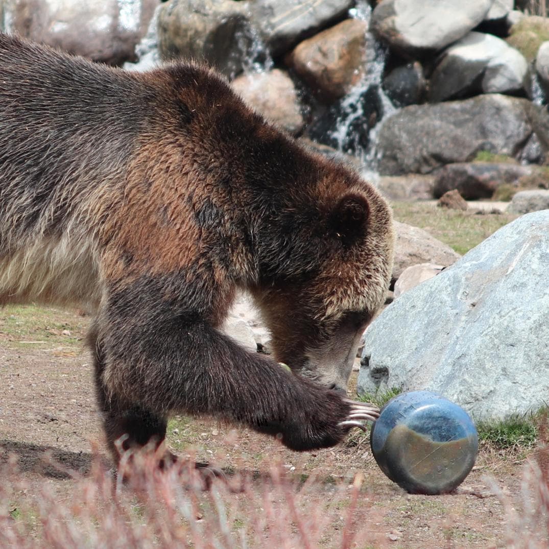 Location Image for BV425 Sprint Bear Canister