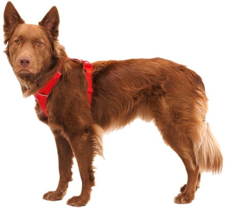 Ruffwear Front Range Dog Harness 5