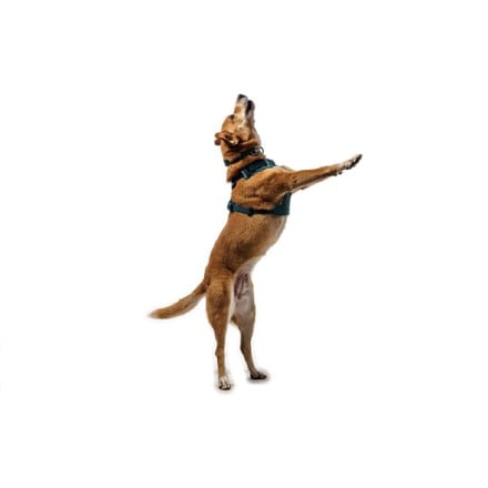Ruffwear Front Range Flex Harness 6