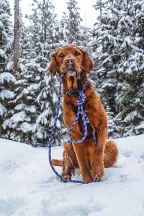 Location Image for Rope Reflective Leash