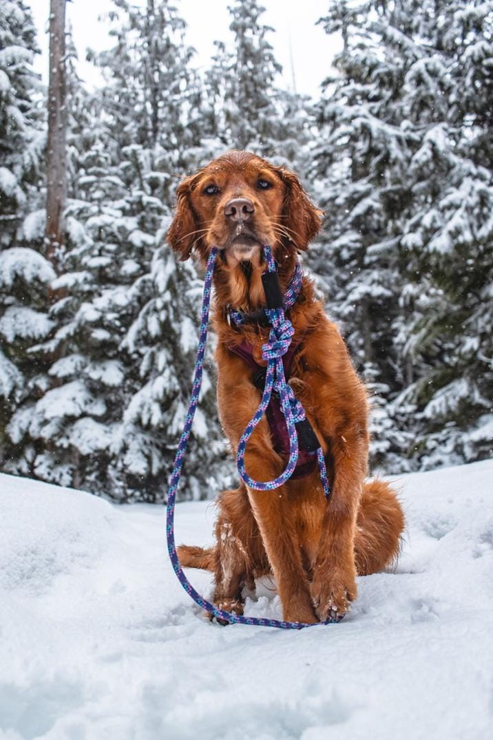 Location Image for Rope Reflective Leash