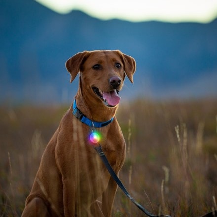 Rei dog collar new arrivals