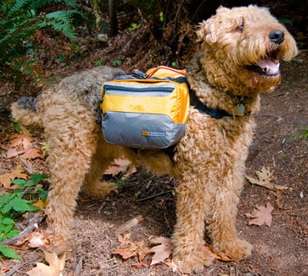 REI Coop Adventure Dog Pack Medium REI Coop