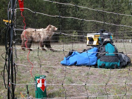 Counter Assault Electric Bear Fence REI Coop