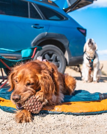 Location Image for The Conifur Enrichment Toy