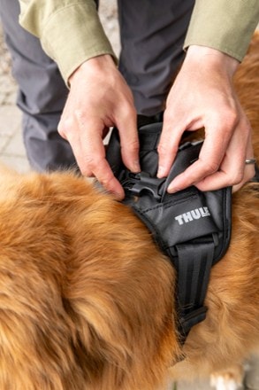 Thule Cappy Dog Harness - S 5