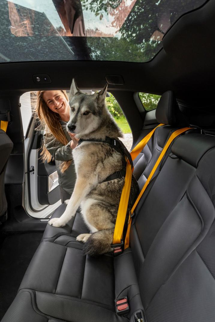 Location Image for Cappy Dog Harness - L