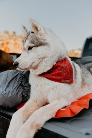 Wilderdog Cooling Bandana 3