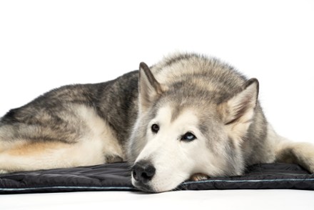 gadgets group dog bed