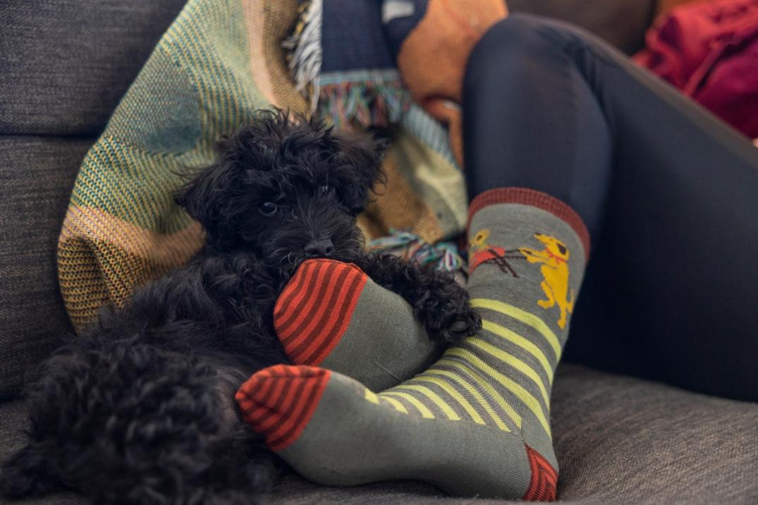 Location Image for Animal Haus Crew Light Socks - Women's
