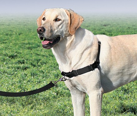 easy walk dog collar