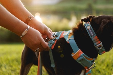 Ruffwear Front Range Dog Harness 10
