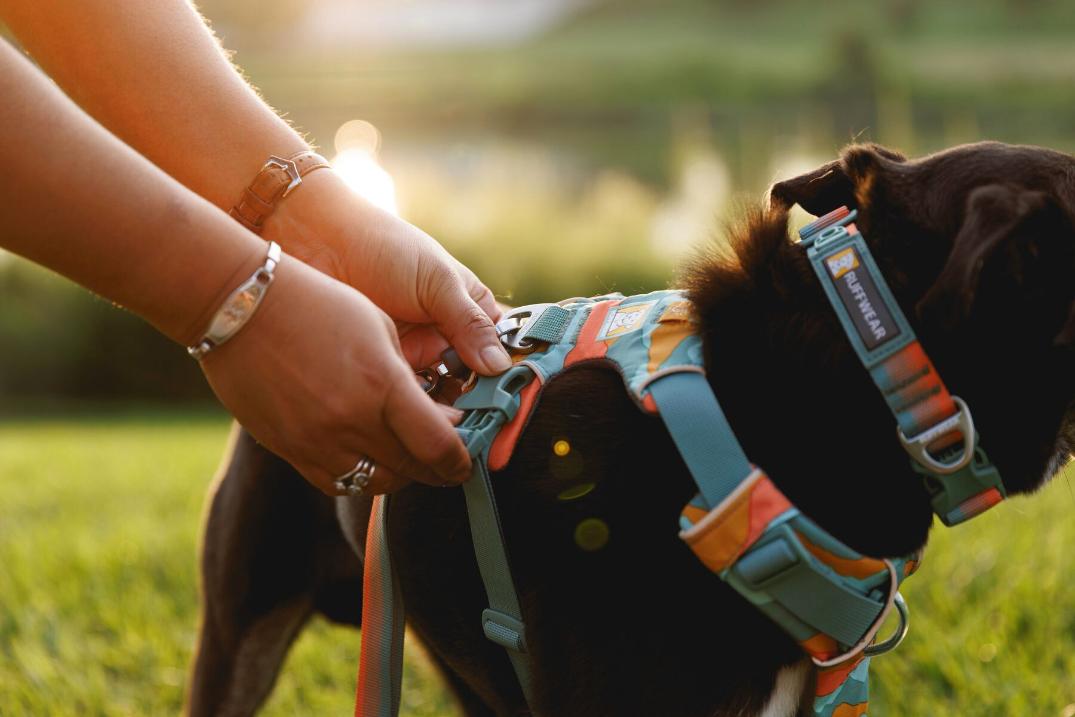 Location Image for Front Range Dog Harness