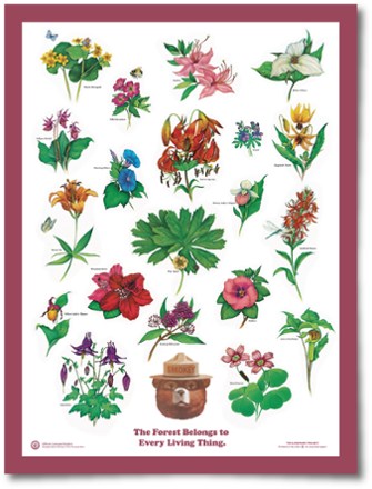 Smokey Bear Educational Poster