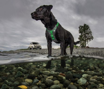 rei dog harness