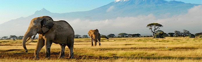 Africa Safaris Tanzania, Kenya &amp; More Travel with REI